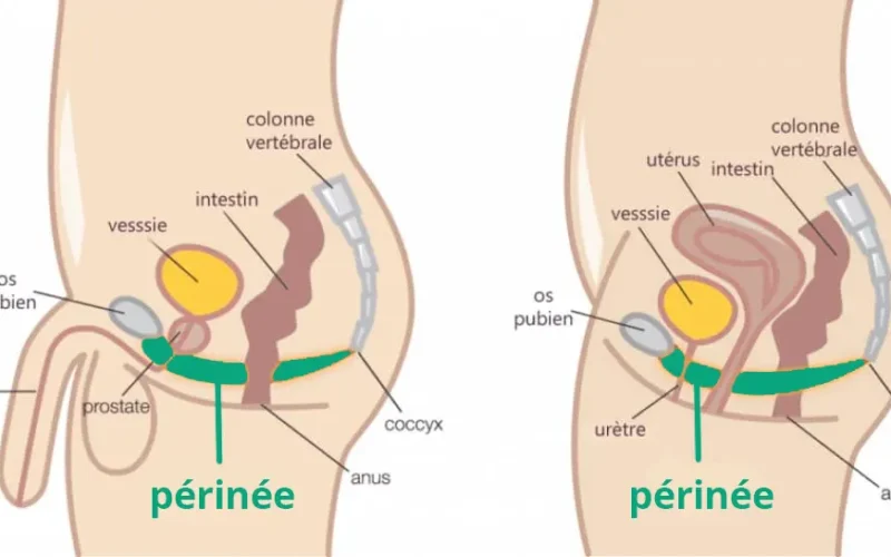 périnée homme et femme