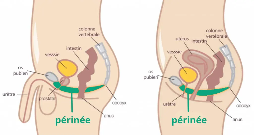 périnée homme et femme